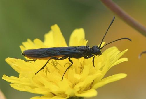 Réf. 230 602 : Calameuta pygmaea